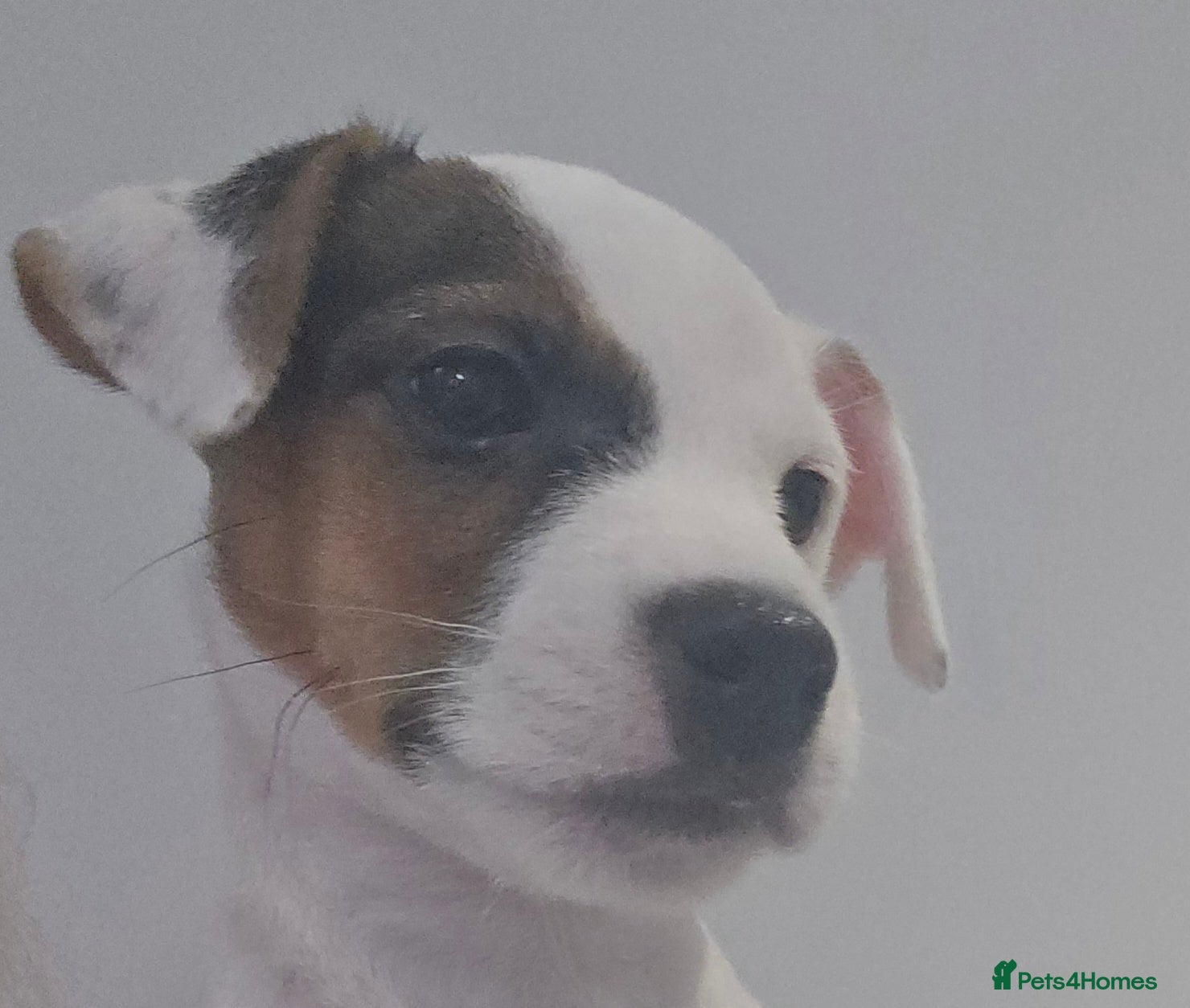 Parson Russell dogs One beautiful girl Parson Russell Puppies - Advert 2