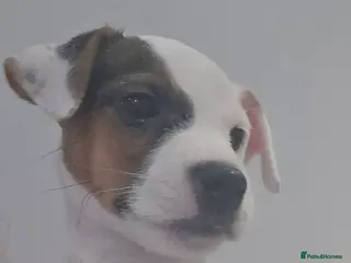 Parson Russell dogs One beautiful girl Parson Russell Puppies - Advert 2