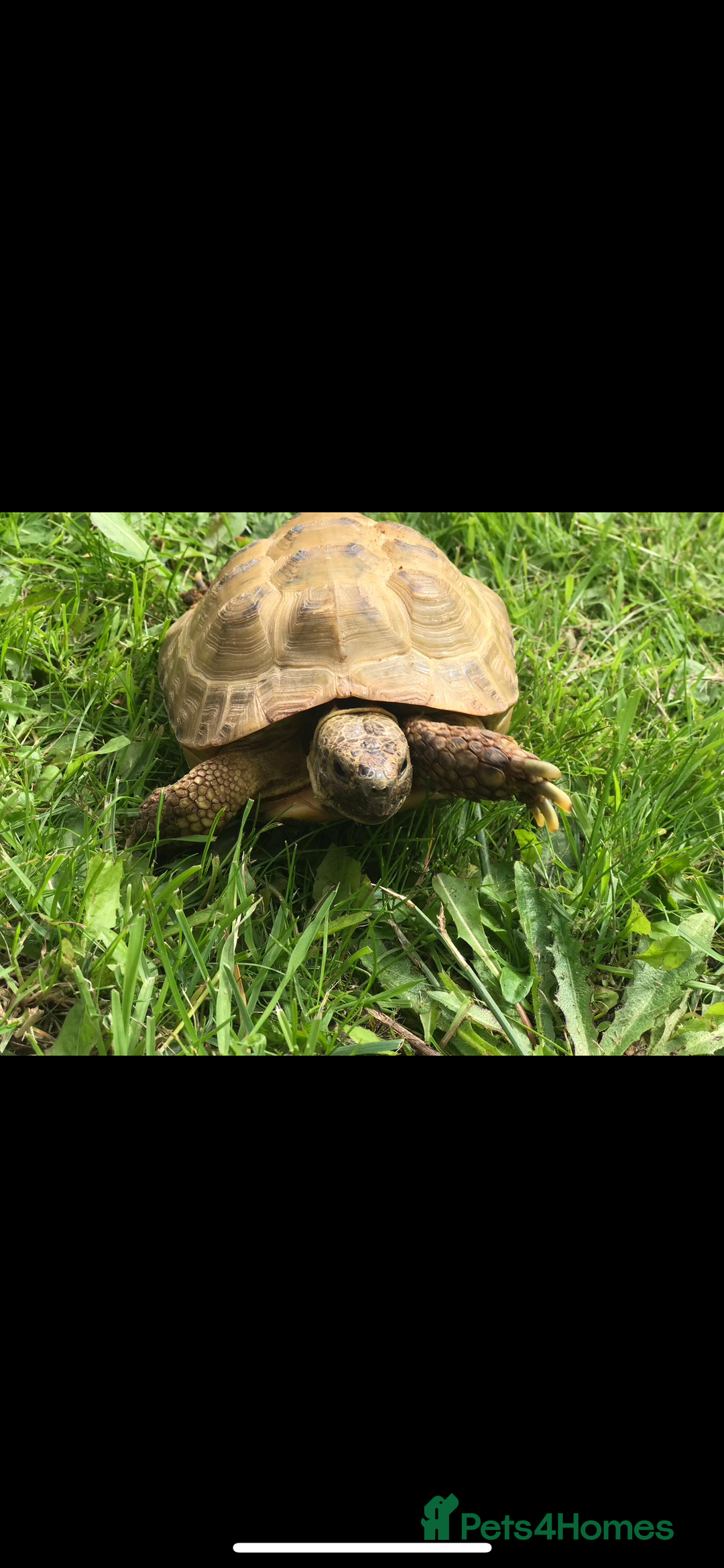 Tortoise reptiles for sale: Horsefield Tortoise Looking For Forever Home - Advert 3