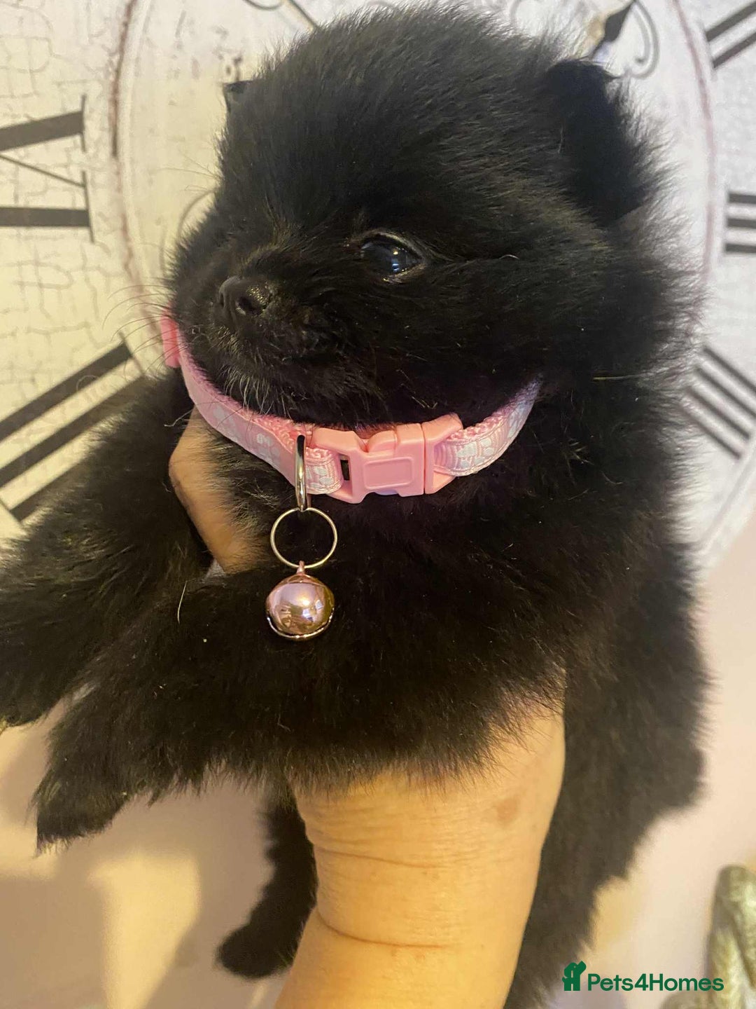 Pomeranian dogs for sale: Pomeranian puppies  - Image 22