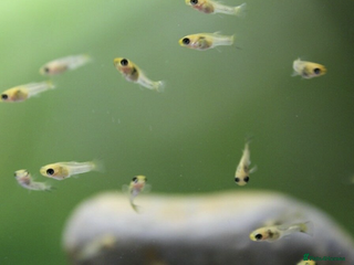 Live Bearers fish - Advert 24