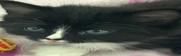 Mixed Breed cats for sale: Adorable fluffy kittens for sale - Advert 11
