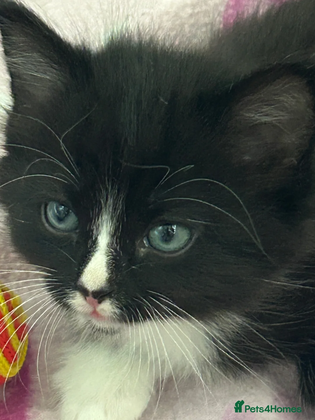 Mixed Breed cats for sale: Adorable fluffy kittens for sale - Advert 11