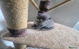 Scottish Fold cats for sale: 2 beautiful Scotish fold girls - Image 5