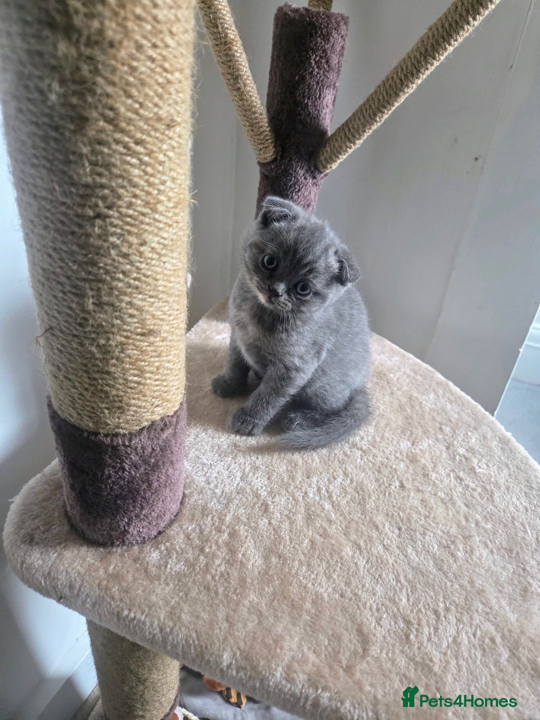 Scottish Fold cats for sale: 2 beautiful Scotish fold girls - Image 5