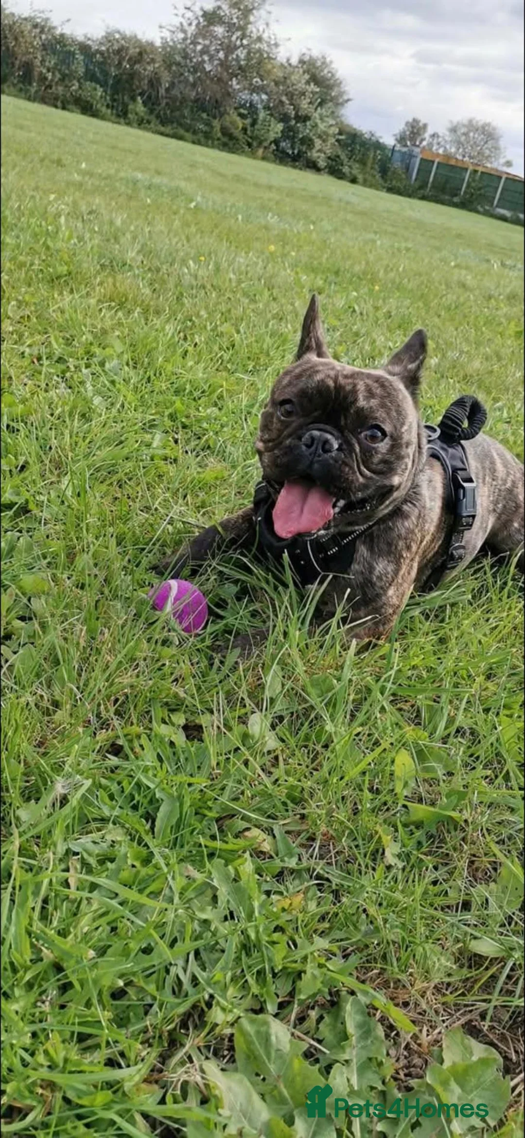 French Bulldog dogs for sale: 7 year old French bulldog in Doncaster - Advert 4