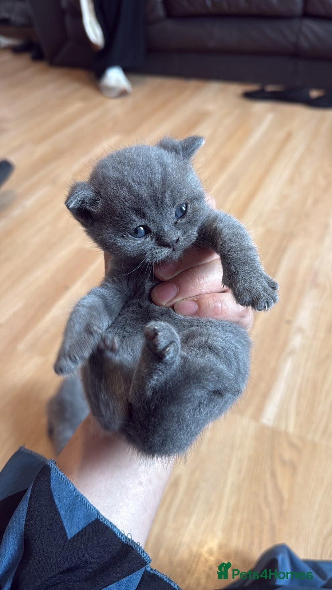 British Shorthair cats British shorthair kittens  - Advert 1