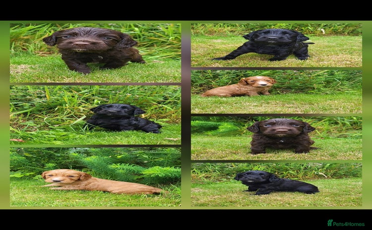 Cocker Spaniel dogs - Advert 6