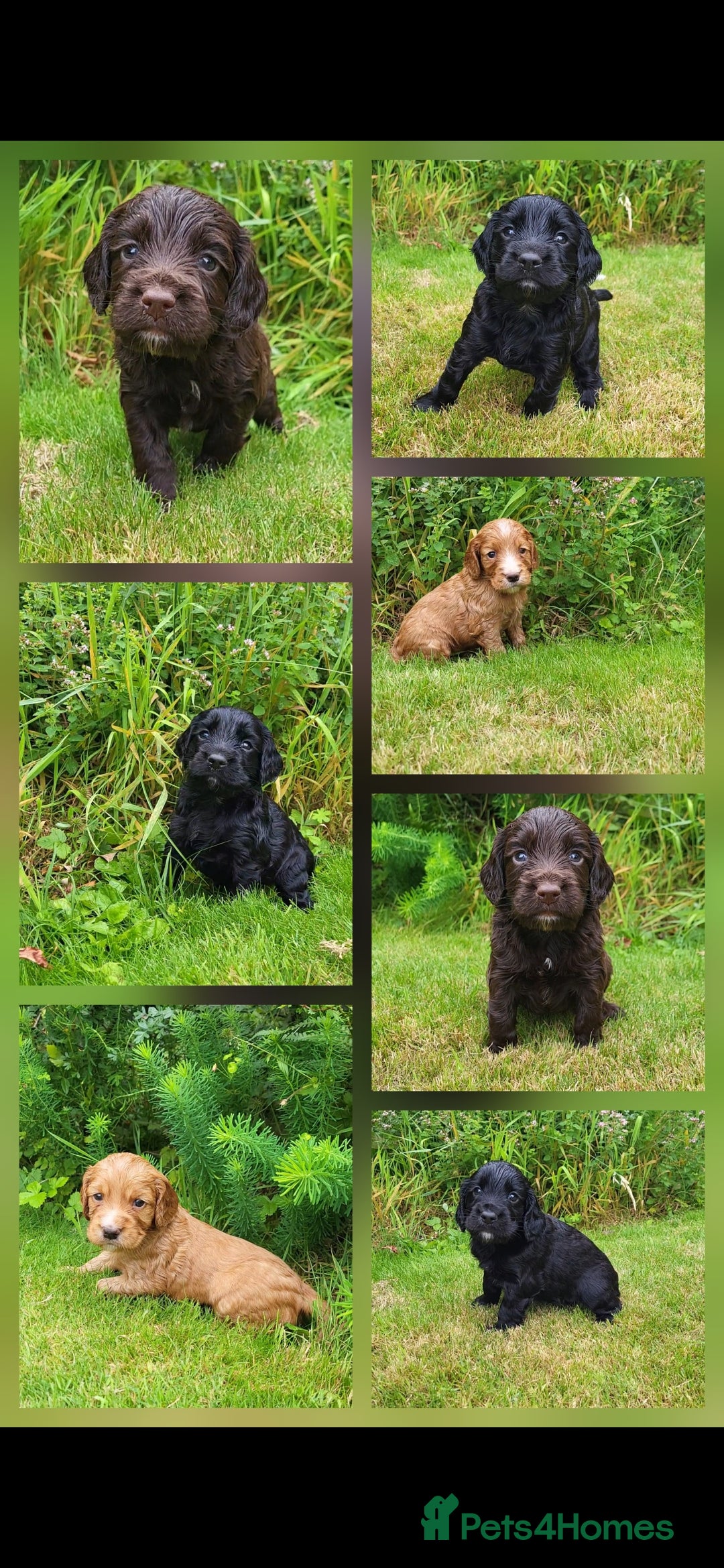 Cocker Spaniel dogs for sale: FTCH, KC REG working cocker pups - Image 1