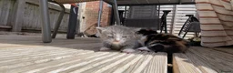 British Shorthair cats for sale: American curly ear Max - Advert 13