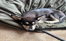 Siberian Husky dogs for sale: 2 female husky pups  - Image 1