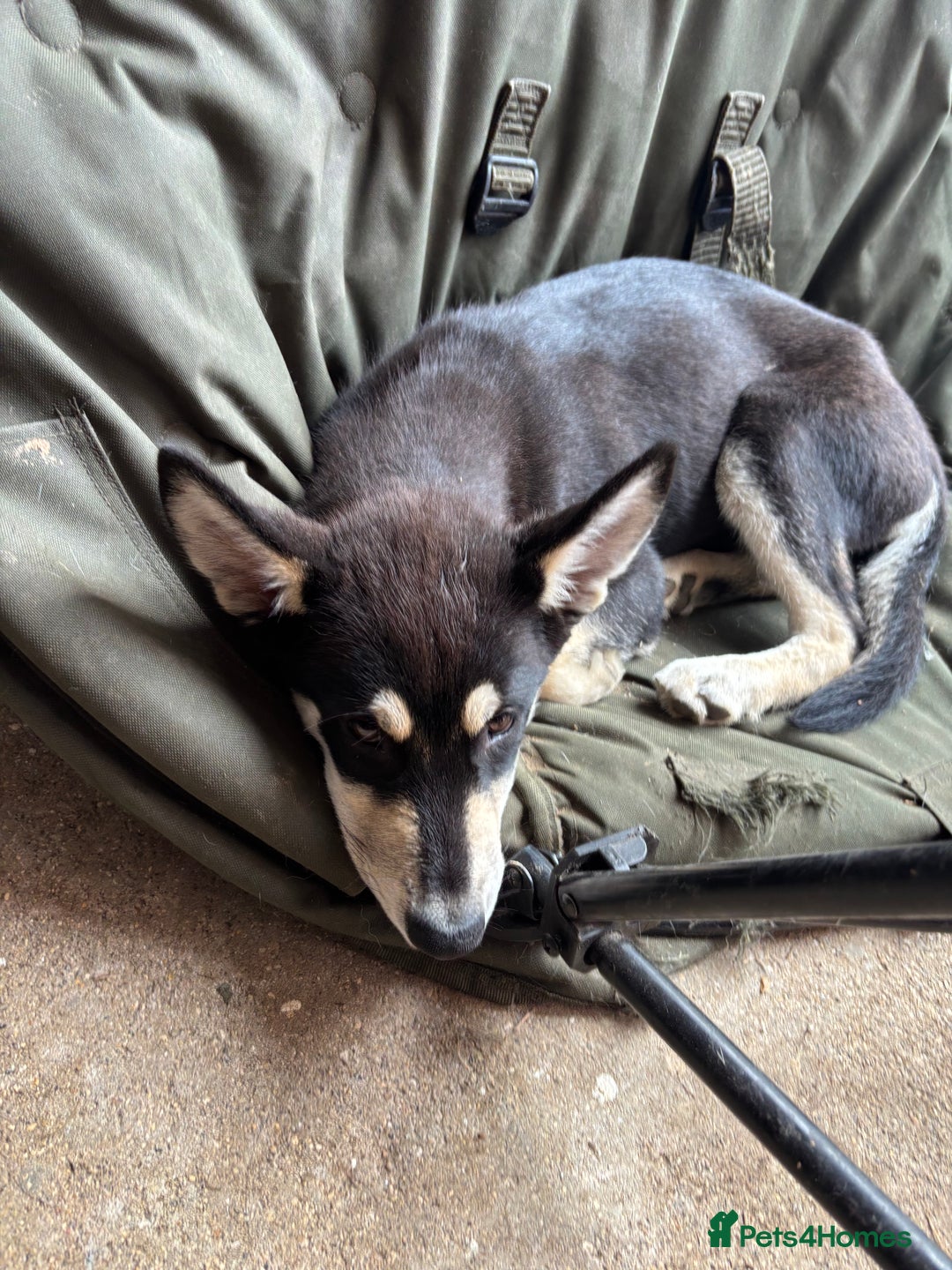 Siberian Husky dogs for sale: 2 female husky pups  - Image 1