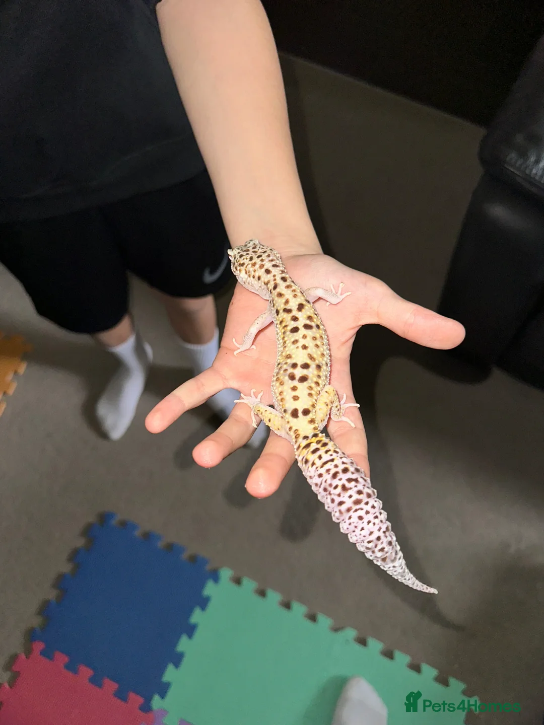 Leopard Gecko reptiles for sale: Leopard Gecko  - Advert 1