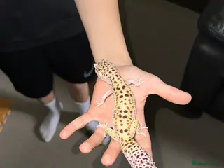 Leopard Gecko reptiles Leopard Gecko - Advert 1