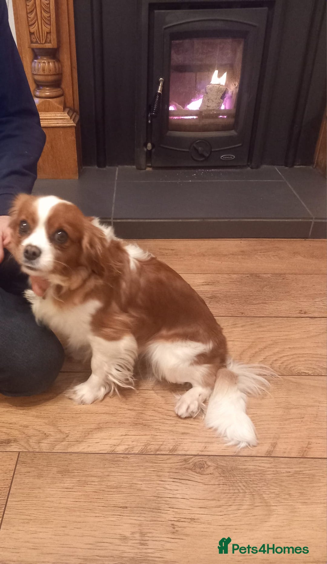 Cavalier King Charles Spaniel dogs for sale: Female Cavalier King Charles Spaniel-Ntn Ireland - Advert 1