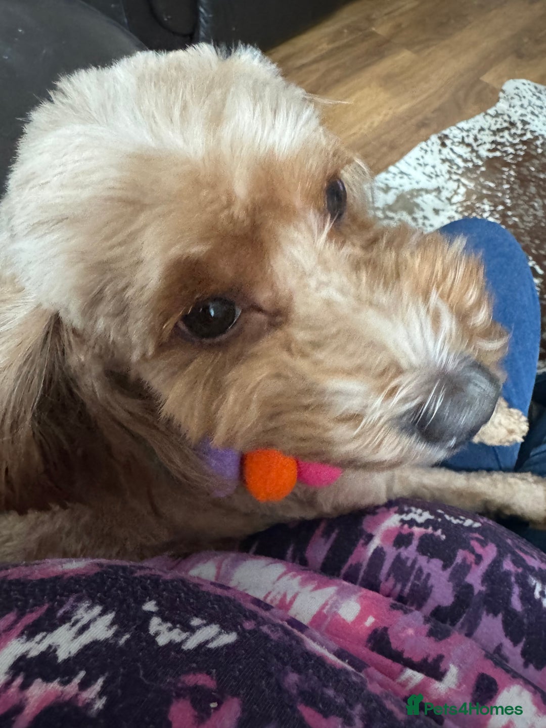 Cockapoo dogs for sale: Adult red cockapoo  - Image 3