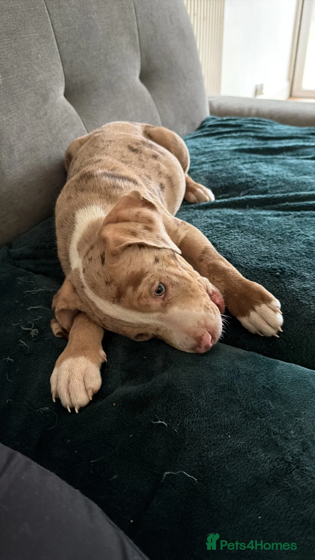 American Bulldog dogs for sale: Met our beautiful dog diesel in Stafford - Advert 3