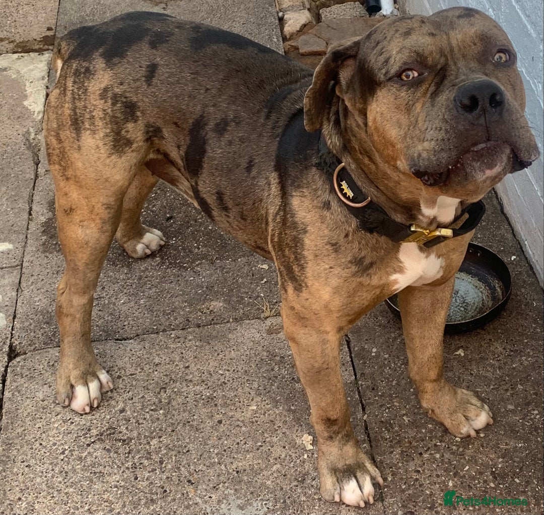 American Bulldog dogs for sale: Jhonson American Bulldog Merle Male (Kayos)  - Image 8