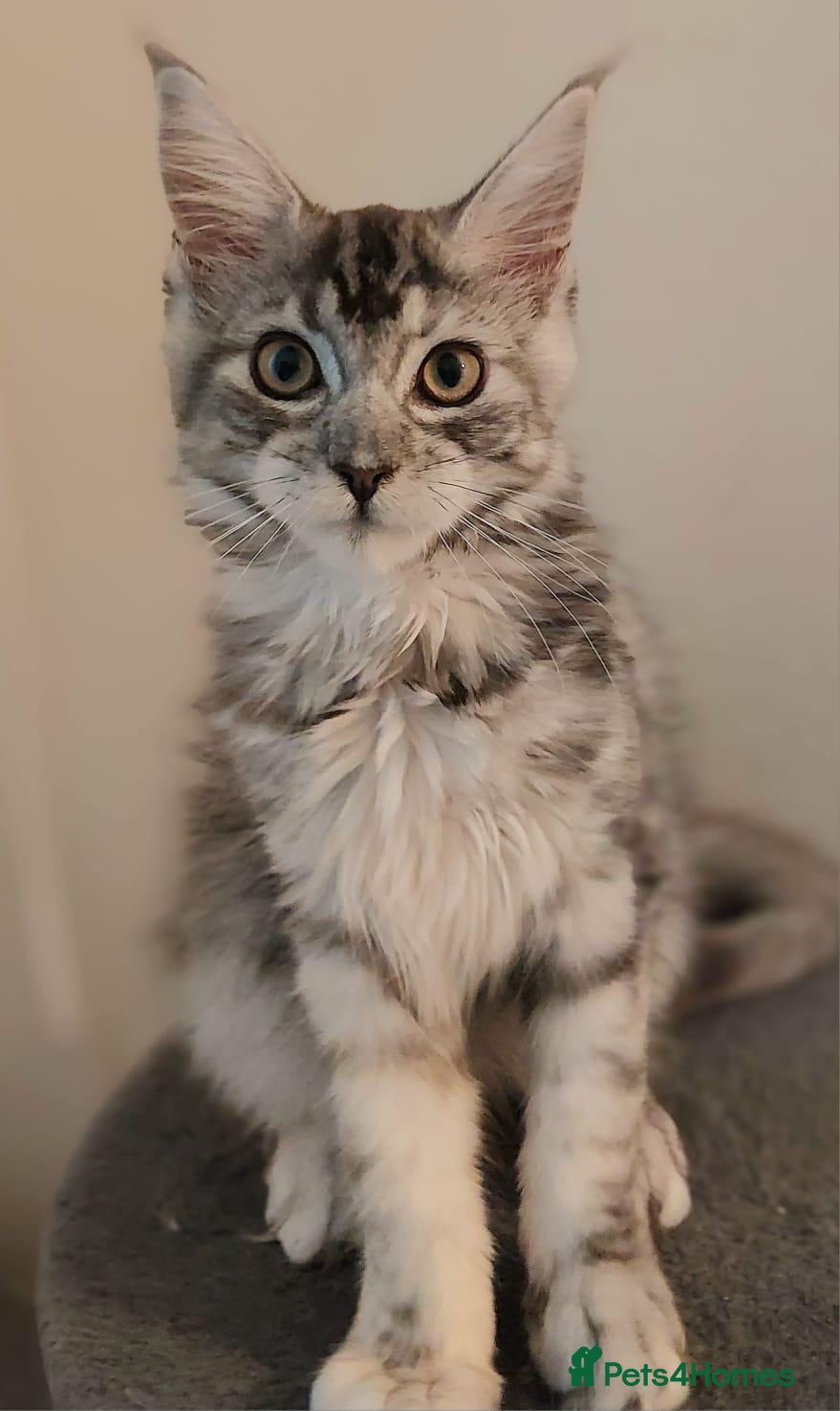 Maine Coon cats 😊LAST TICA registered girl 😊  - Advert 1