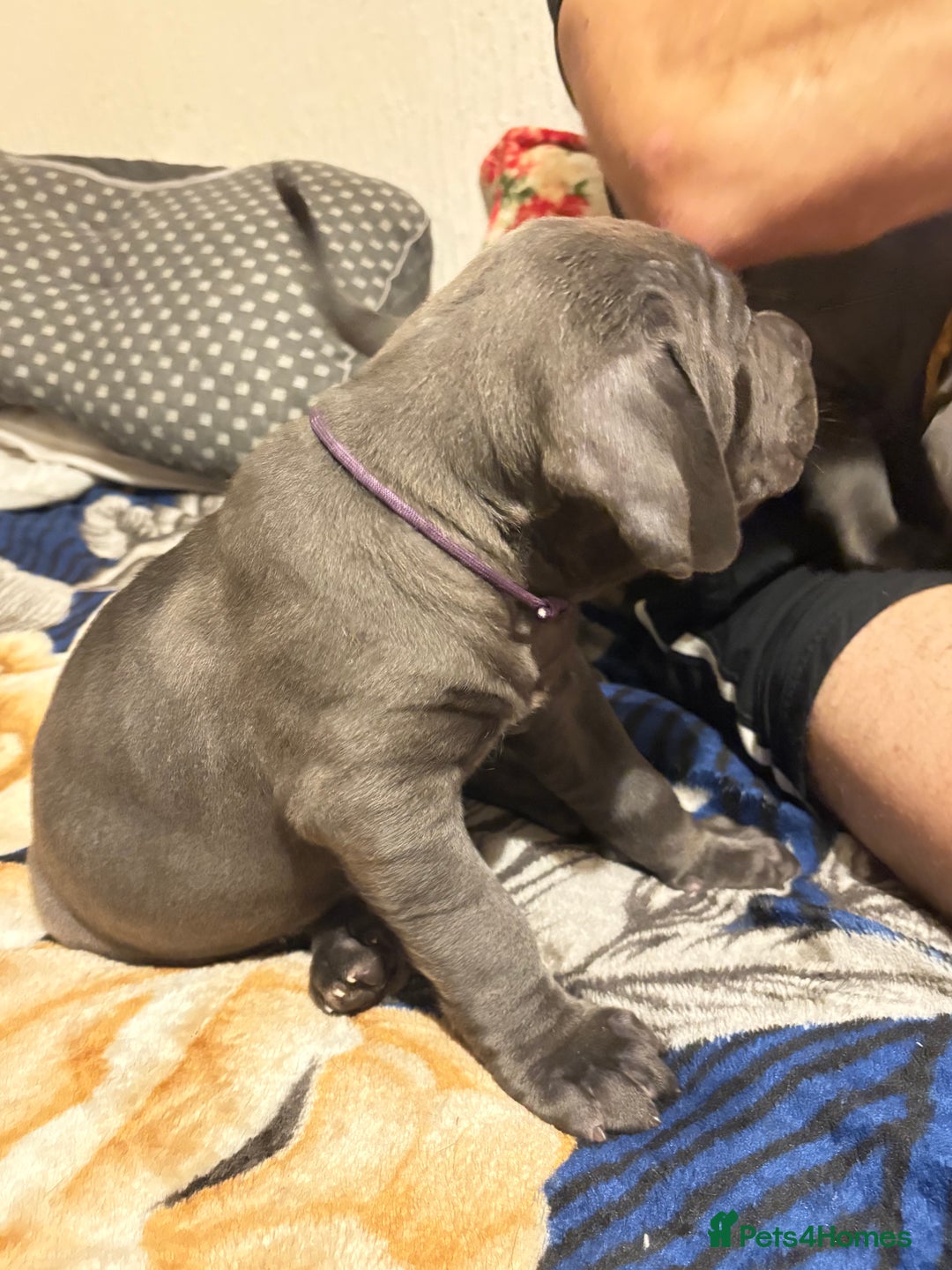 Cane Corso dogs for sale:  Pure breed Cane Corso  Puppies Looking for Homes  - Image 15