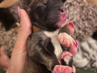 Mixed Breed dogs - Advert 1