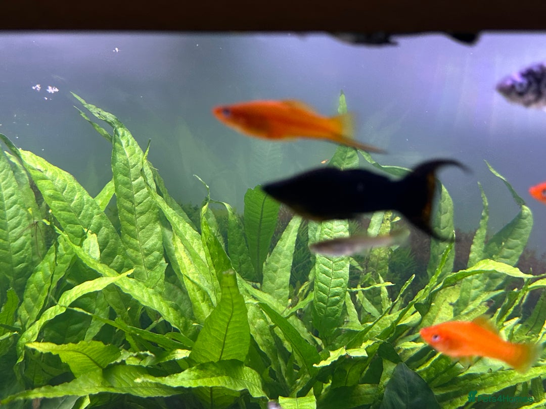Live Bearers fish for sale: Guppy's endlers / molly & swords  - Image 3