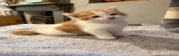 Mixed Breed cats for sale: Gorgeous Little Ginger Boy - Advert 5