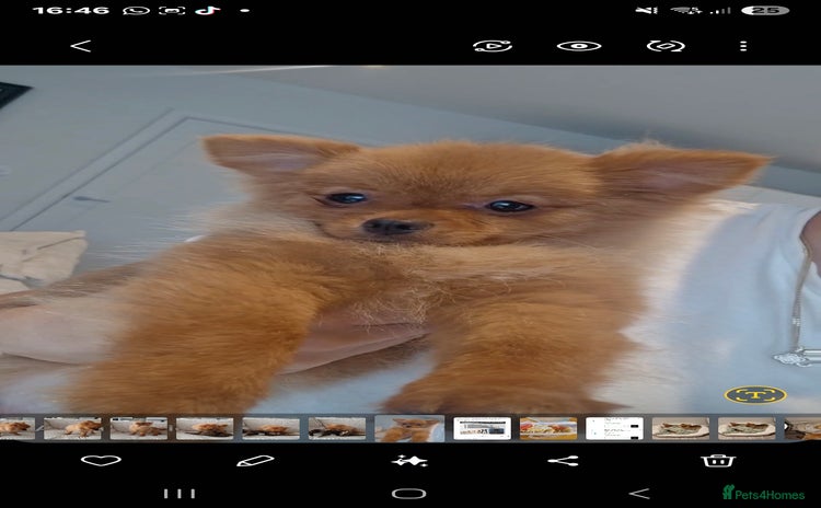 Pomeranian dogs - Advert 15