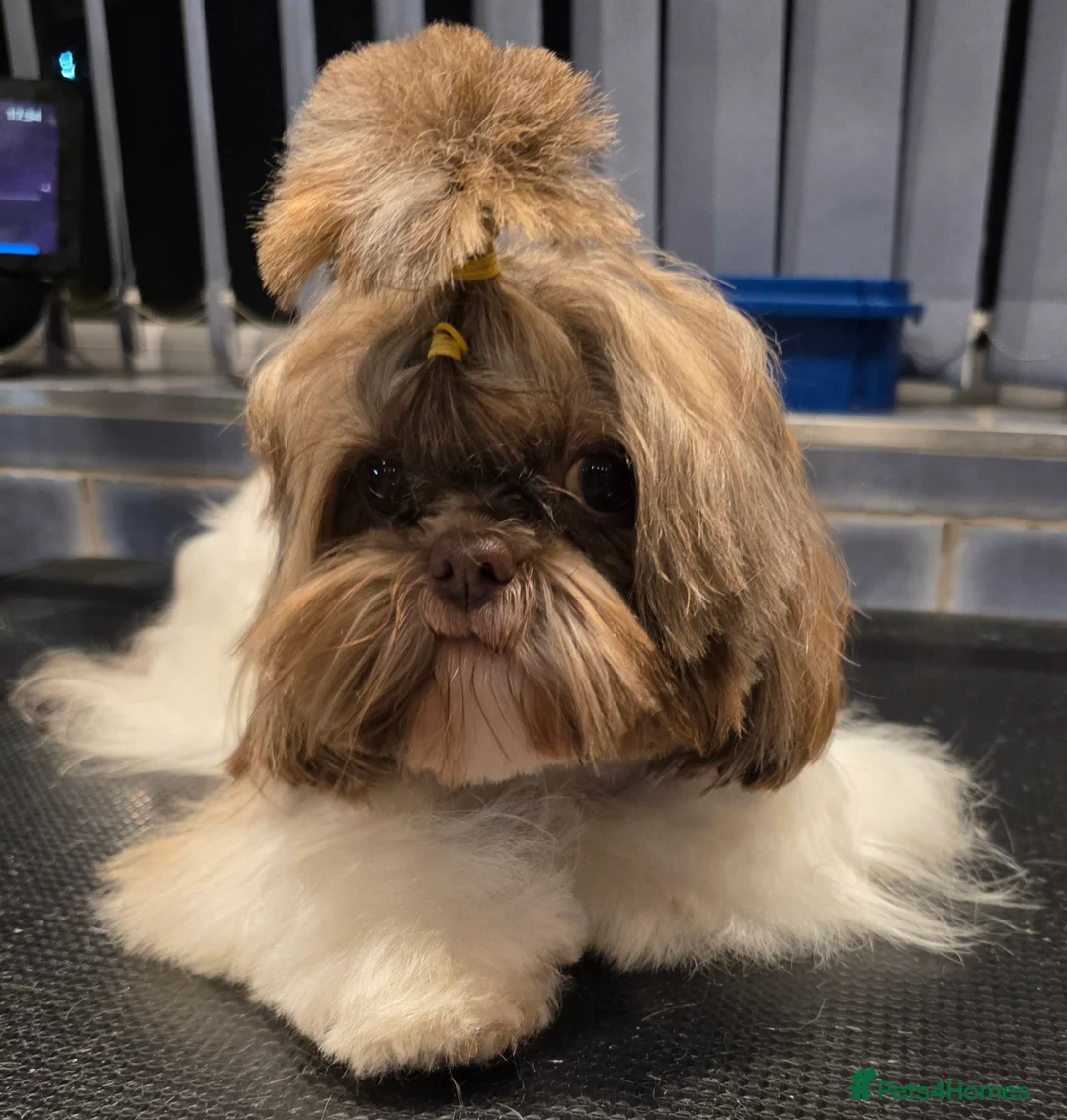 Shih Tzu dogs for sale: Imperial Shih Tzu female, 22 months KC registered. - Advert 2