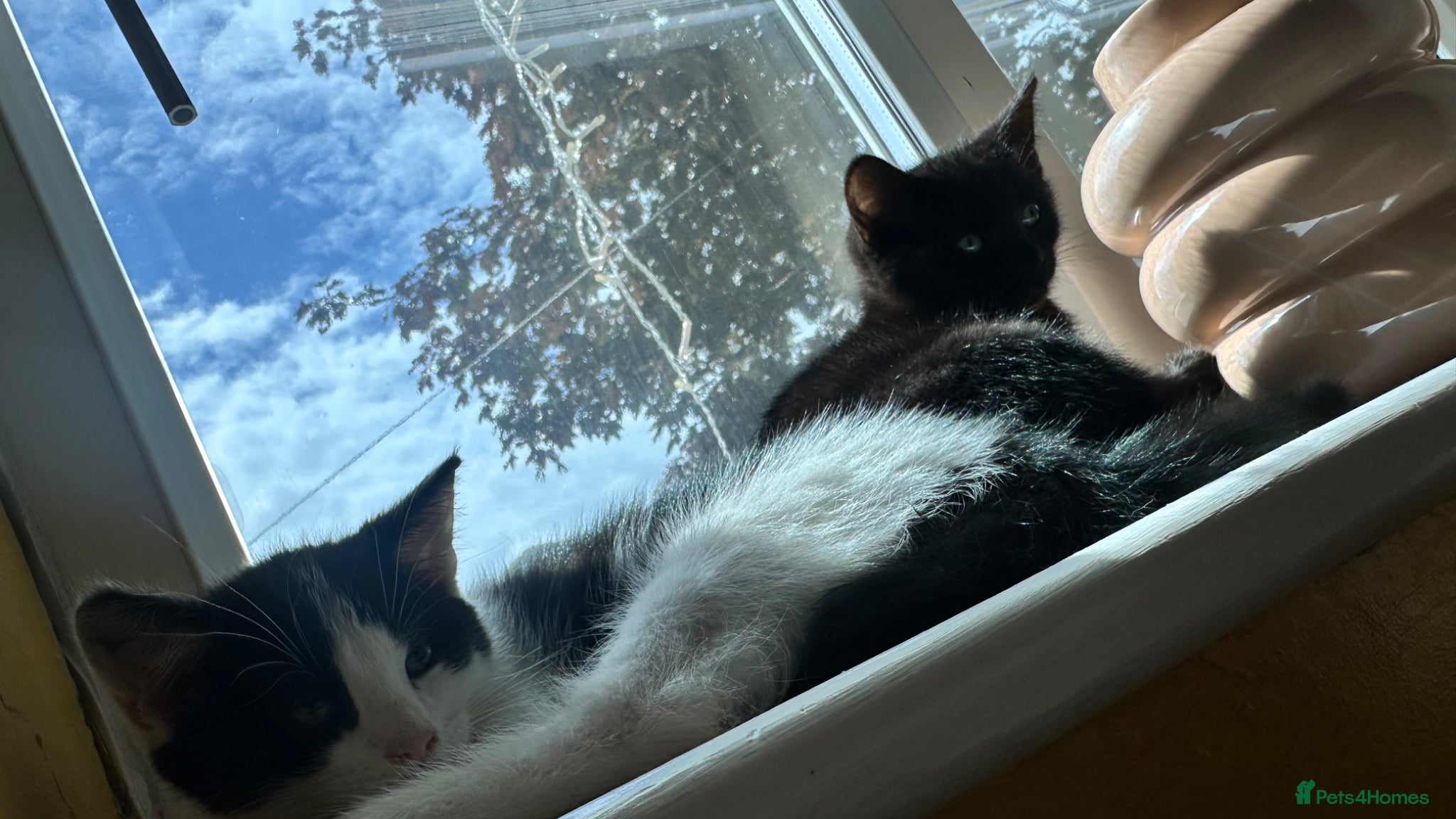 Mixed Breed cats for sale: Ready too leave beautiful kittens 2 temaining - Advert 1