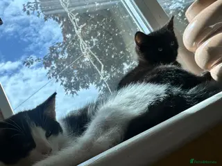 Mixed Breed cats Ready too leave beautiful kittens 2 temaining - Advert 1