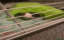 Guinea Pig rodents for sale: Male Guinea pig  - Image 1