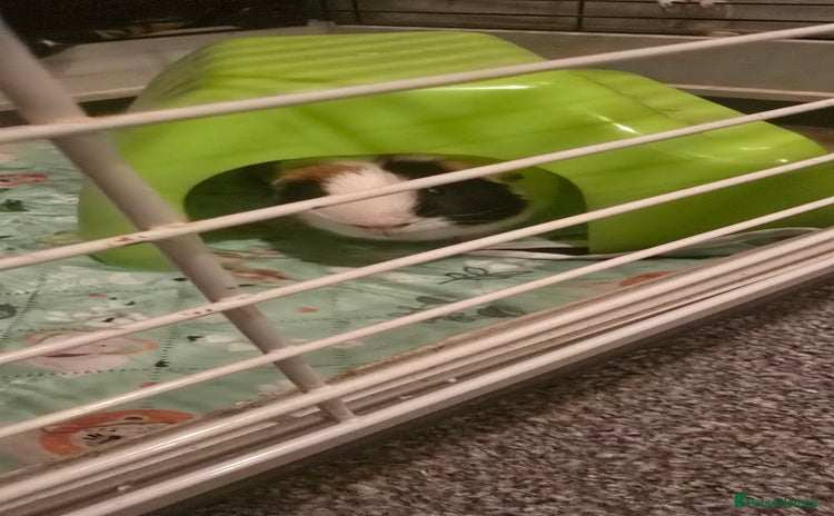 Guinea Pig rodents - Advert 6