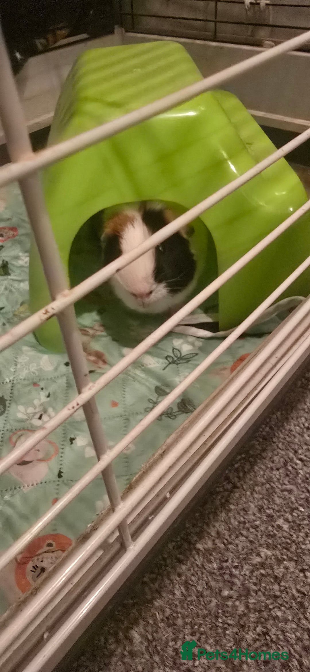 Guinea Pig rodents for sale: Male Guinea pig  - Image 1