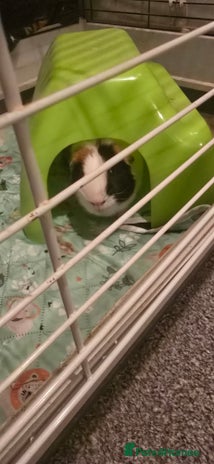 Guinea Pig rodents - Advert 6