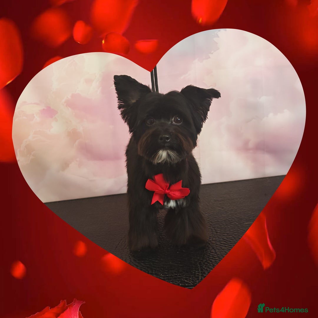 Yorkshire Terrier dogs for stud: Lucyfer Yorkshire terrier stud in Preston - Image 1