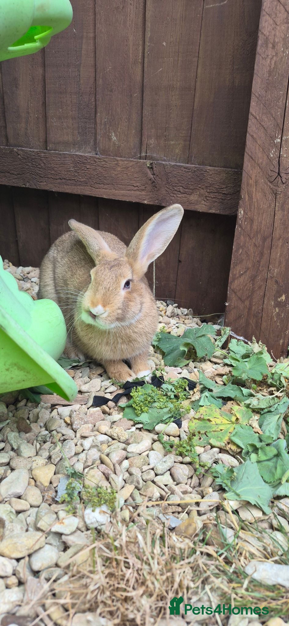 Mini Lop rabbits Beautiful bunny Ellie  - Advert 3