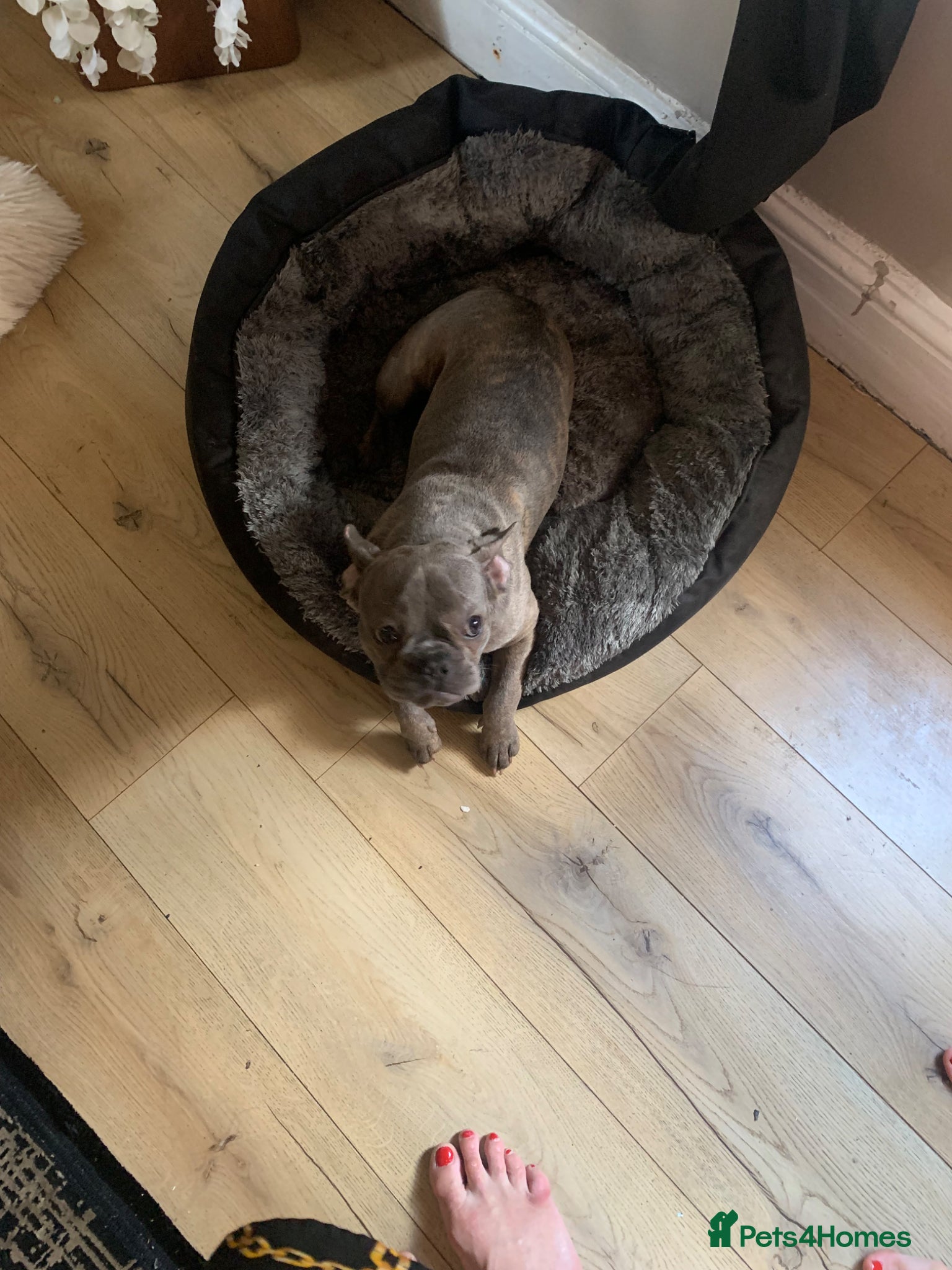 French Bulldog dogs French bulldog - Advert 10