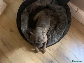 French Bulldog dogs French bulldog - Advert 1