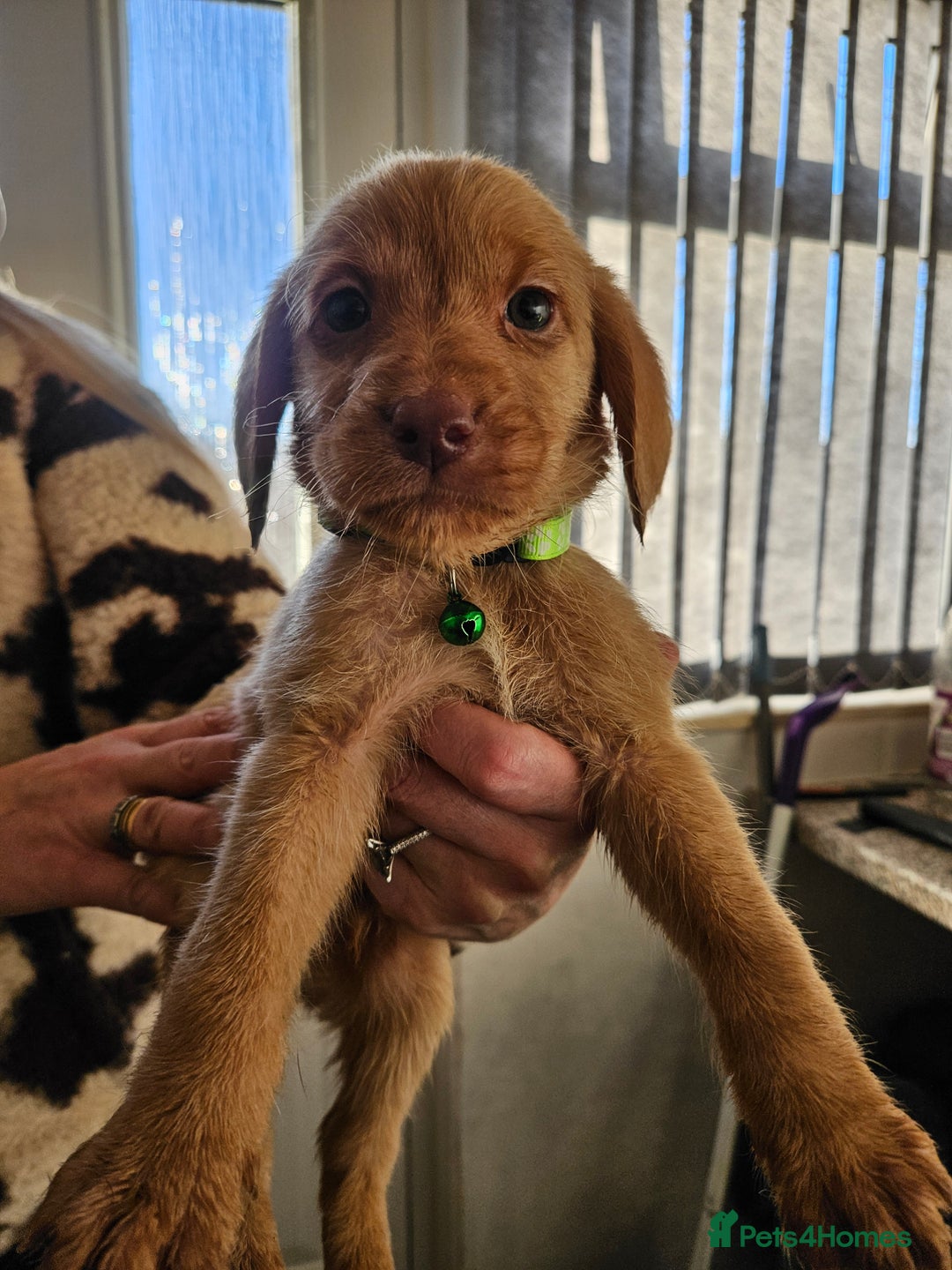 Labradoodle dogs for sale: 9 gorgeous labradoodles, red fox and cream - Advert 14