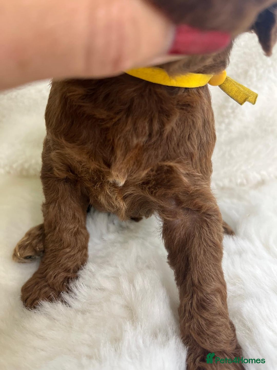 Goldendoodle dogs for sale: Outstanding Quality health tested Goldendoodles  - Image 28