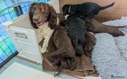 Sprocker dogs for sale: F1 health tested working Sprockers - Image 14