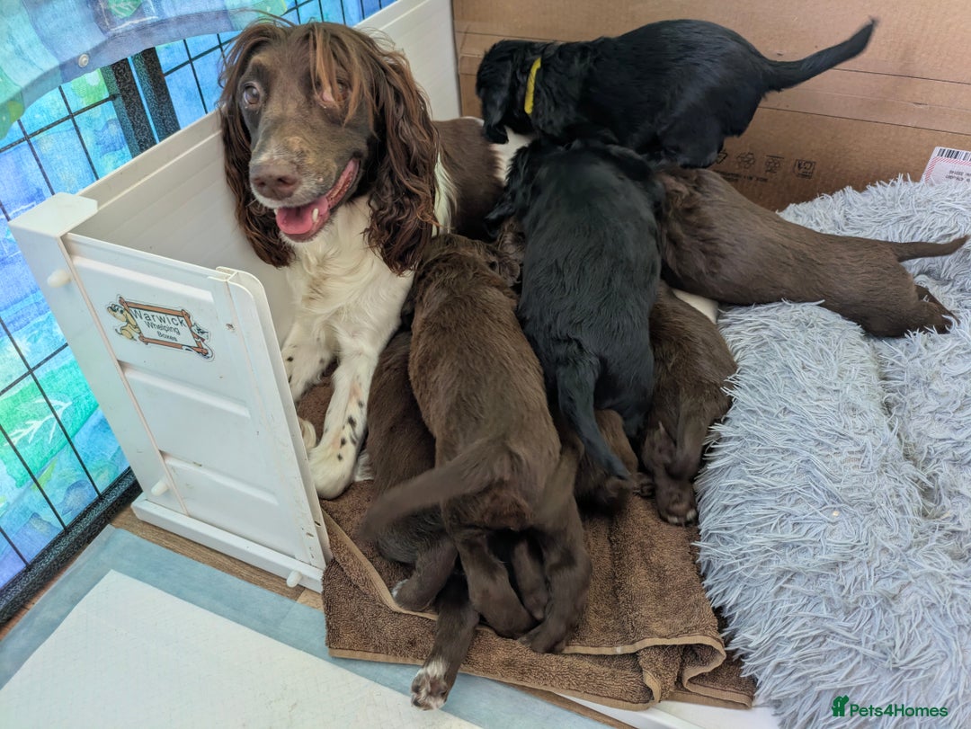 Sprocker dogs for sale: F1 health tested working Sprockers - Image 14