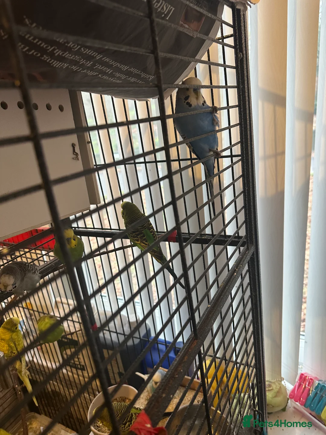 Budgerigars birds for sale: Mixed budgies - Advert 2