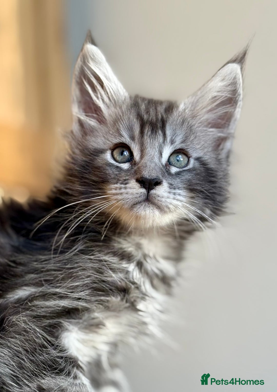 Maine Coon cats for sale: Maine Coon kittens - Advert 17