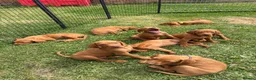 Hungarian Vizsla dogs for sale: 9 KC registered Hungarian Vizla puppies - Advert 5