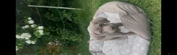 Weimaraner dogs for sale: Kc registered Silver Weimaraner puppies for sale  - Advert 3
