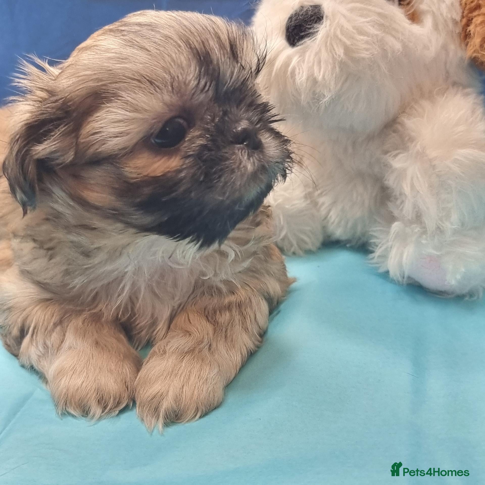 Shih Tzu dogs Kc reg Stunning tiny baby 2 boys - Advert 1