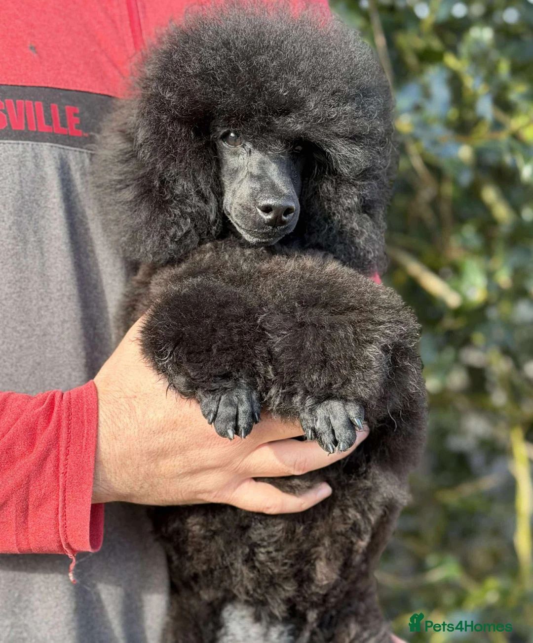 Toy Poodle dogs for sale: KC registered Toy Poodle Male puppy - Advert 1