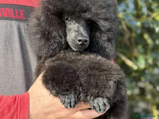 Toy Poodle dogs KC registered Toy Poodle Male puppy - Advert 1